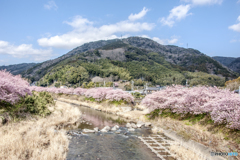 早春の川桜