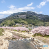 早春の川桜