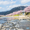 川下の桜