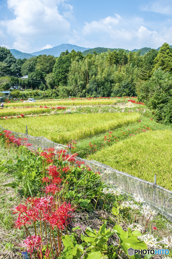 紅白の路
