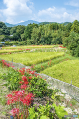 紅白の路