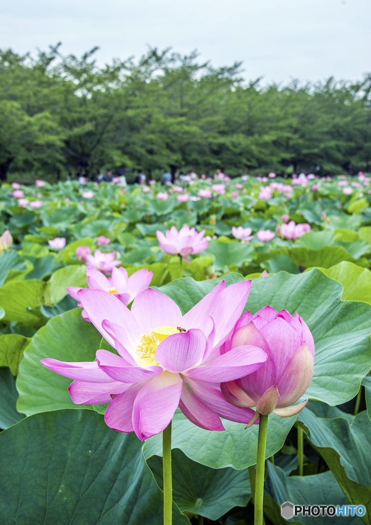 蓮池にて