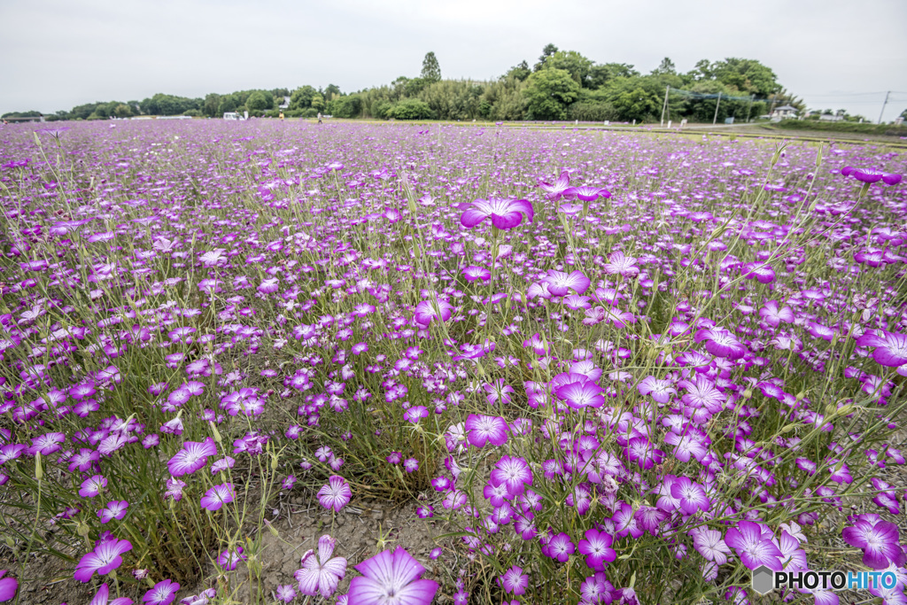 麦なでしこ