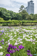 梅雨の合間に咲く