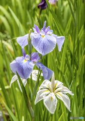 花菖蒲