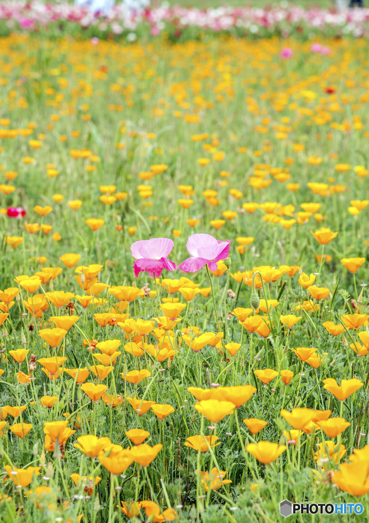 花ふたつ