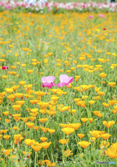花ふたつ