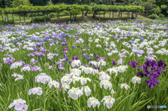 花菖蒲の園
