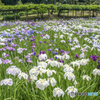 花菖蒲の園