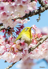 私のお気に入り