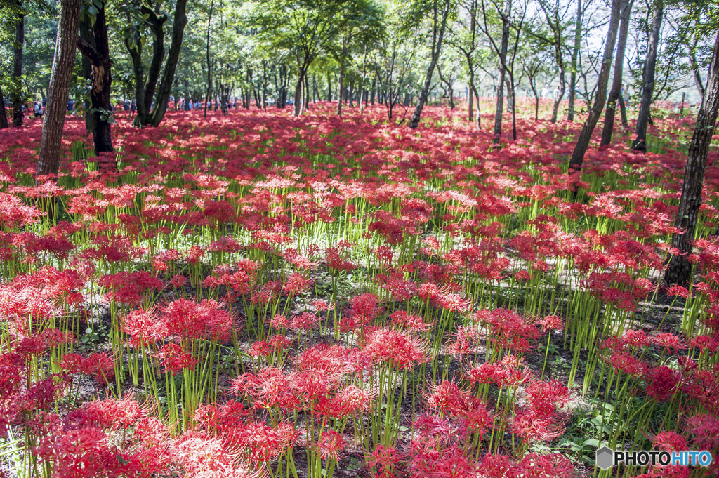 曼珠沙華の群生