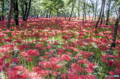 曼珠沙華の群生