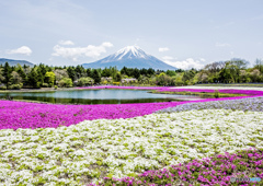 シバザクラと富士山