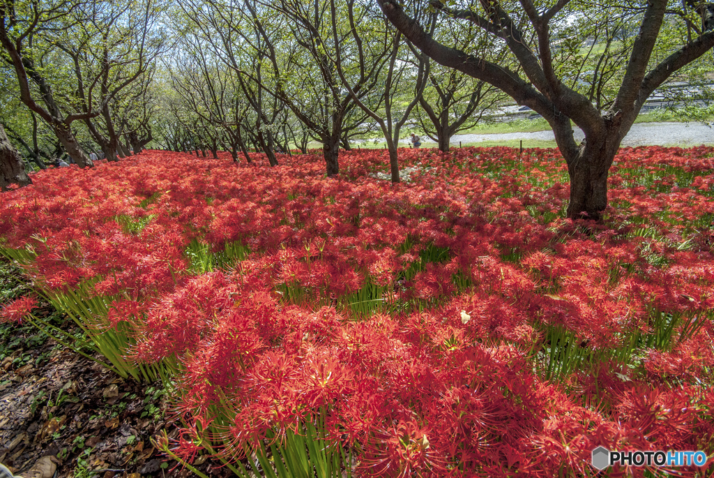 桜堤の曼珠沙華