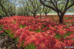 桜堤の曼珠沙華