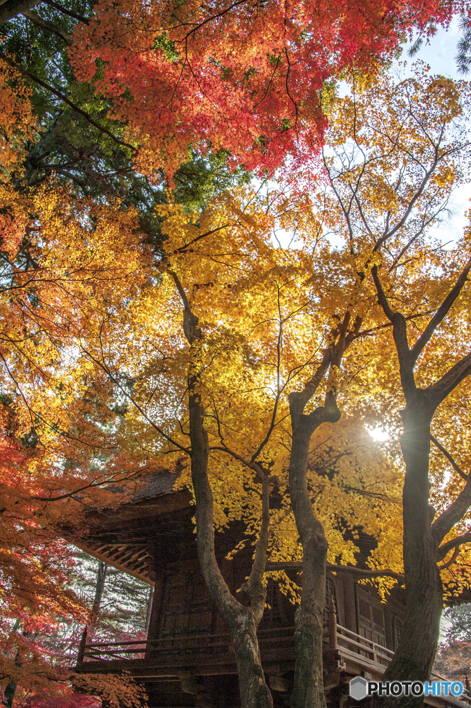 紅葉盛り