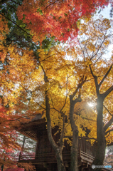 紅葉盛り