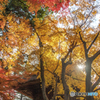 紅葉盛り