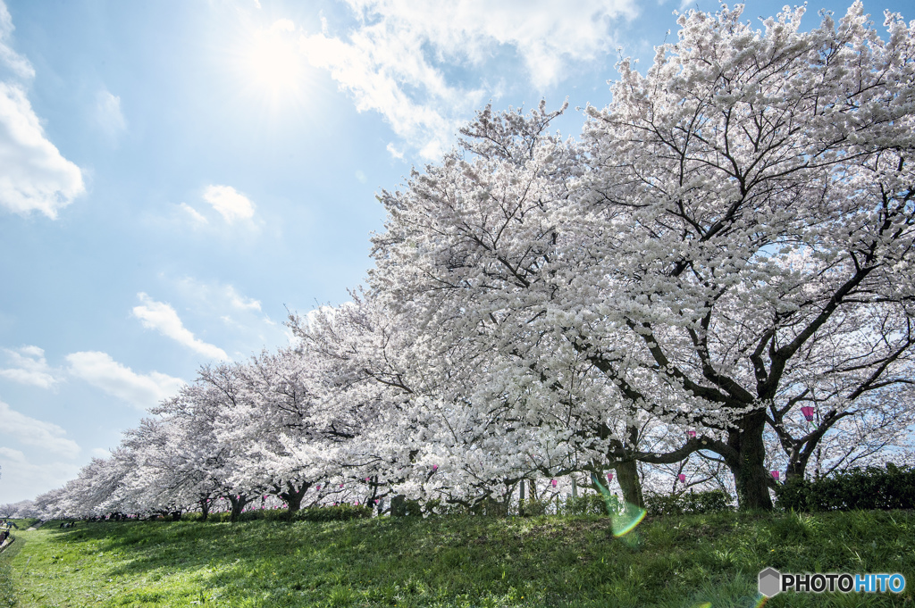 青空と桜並木
