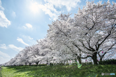 青空と桜並木