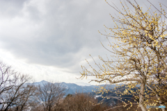 雪空のもと