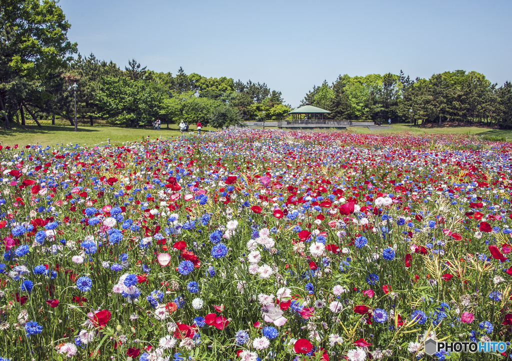 カラフルなお花畑