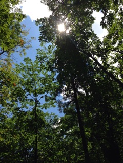 木漏れ日の森  