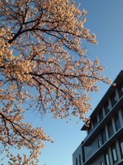 百年桜と新庁舎