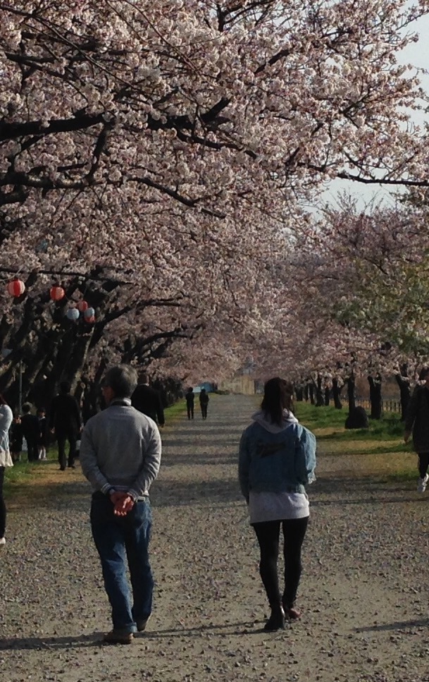 桜の下で…