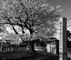 百年桜