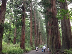 戸隠神社参道杉並木