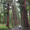 戸隠神社参道杉並木