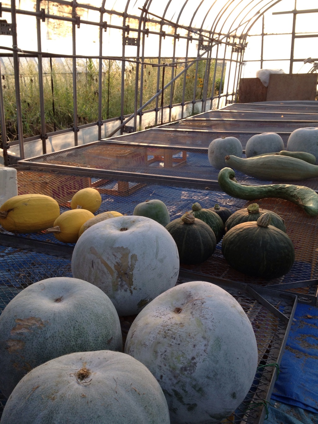 パンプキン ハンティング