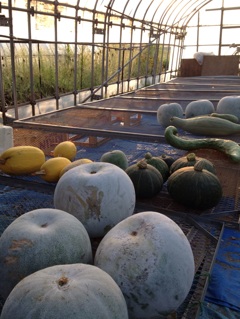 パンプキン ハンティング