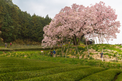 茶畑と百年桜
