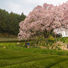 茶畑と百年桜