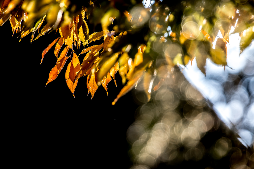 秋、光と影
