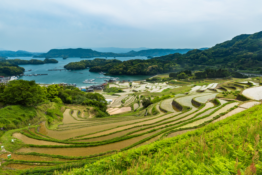 春の棚田