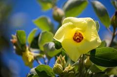 ハマボウの花