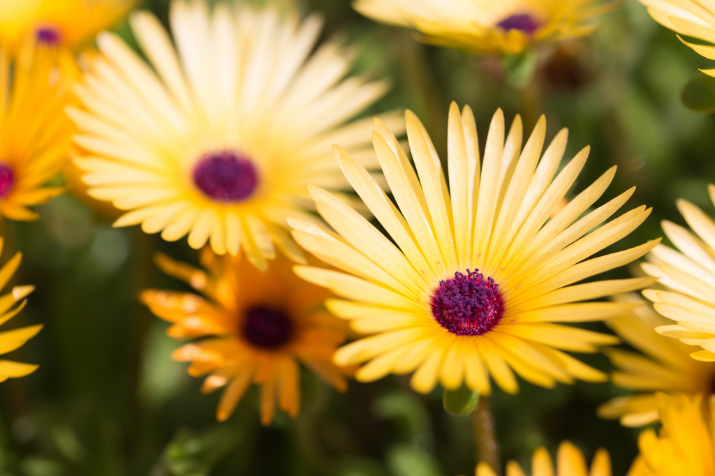 Livingstone daisy (yellow)