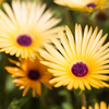 Livingstone daisy (yellow)