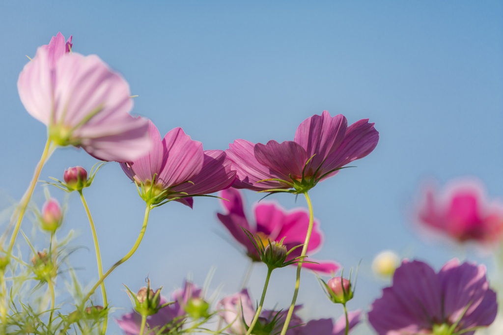 秋桜