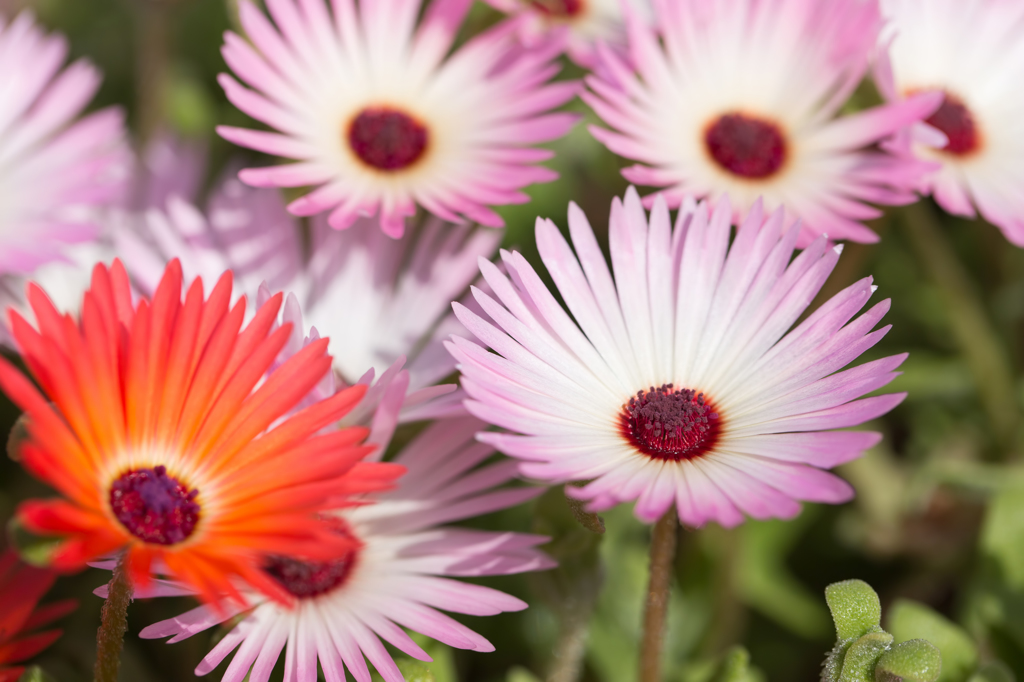 Livingstone daisy (pink)