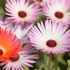 Livingstone daisy (pink)