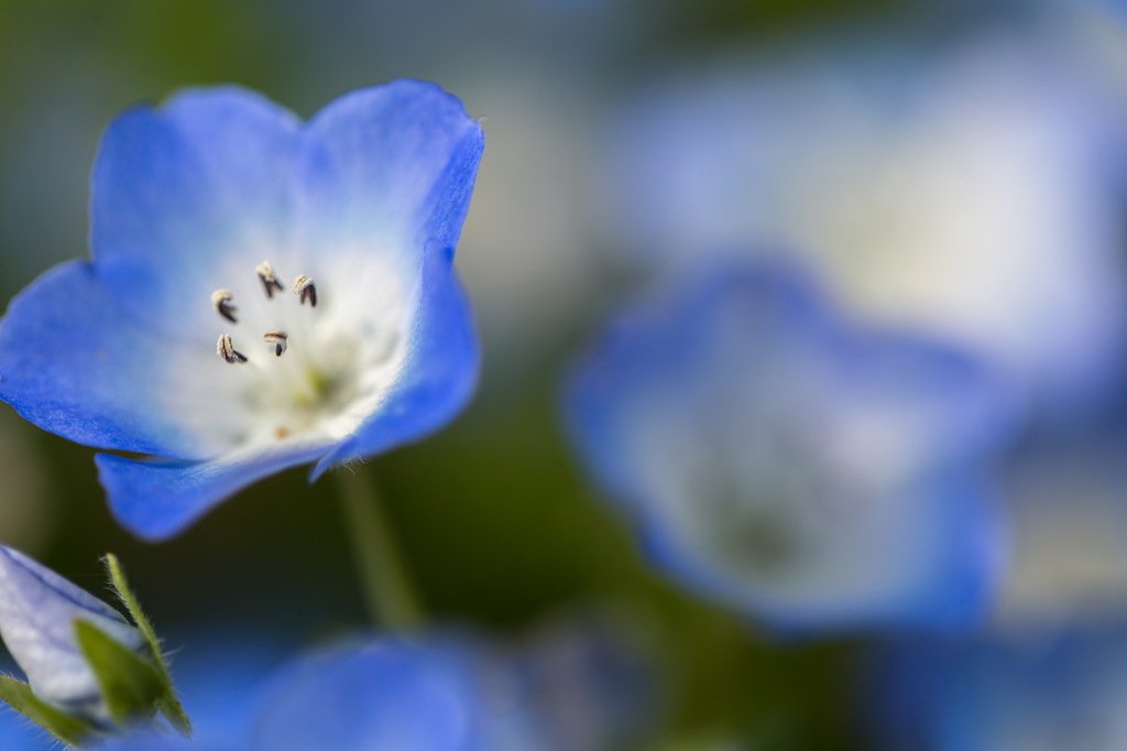 Nemophila