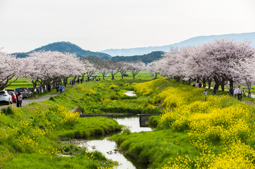 或る日の春の小川の風景 By Hodophoto Id 写真共有サイト Photohito