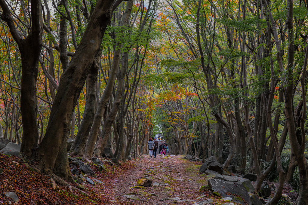 looking for autumn  part2