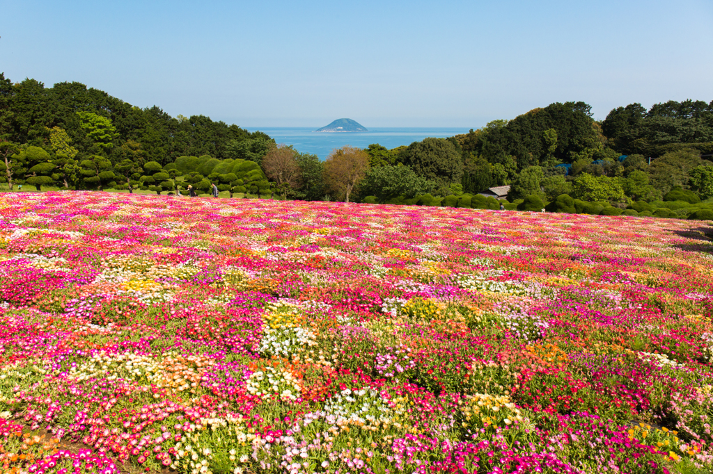 彩の丘