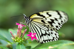 Lady of the butterfly