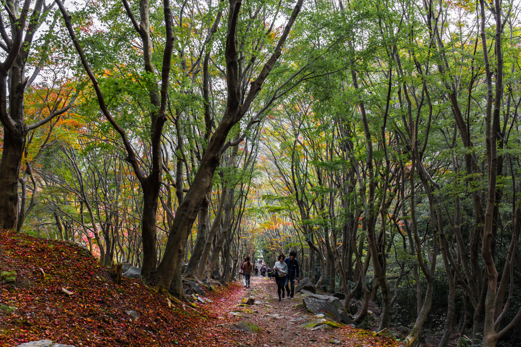 looking for autumn  part1